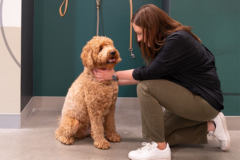 Amazon HQ2 Dog Friendly Amenities